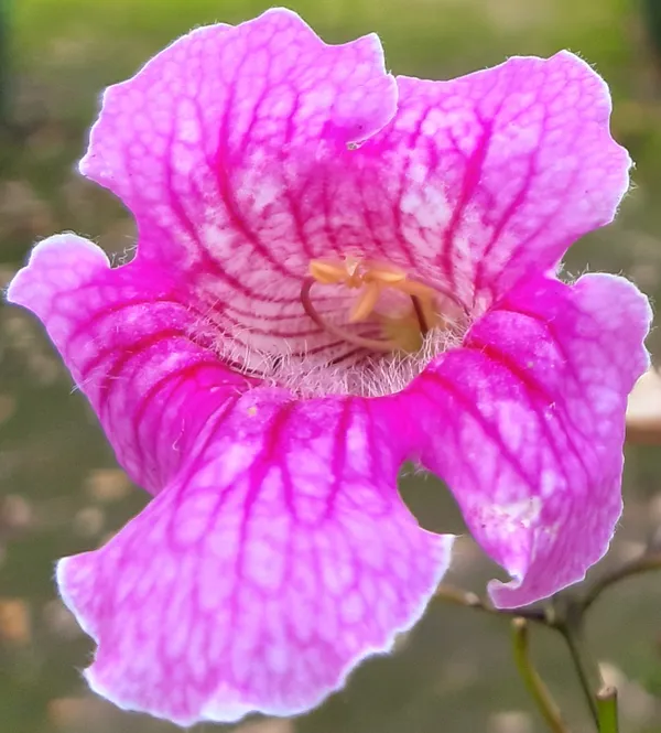 Blooms of Lisbon - Close-up of Pink Trumpet Vine in Botanical Garden thumbnail