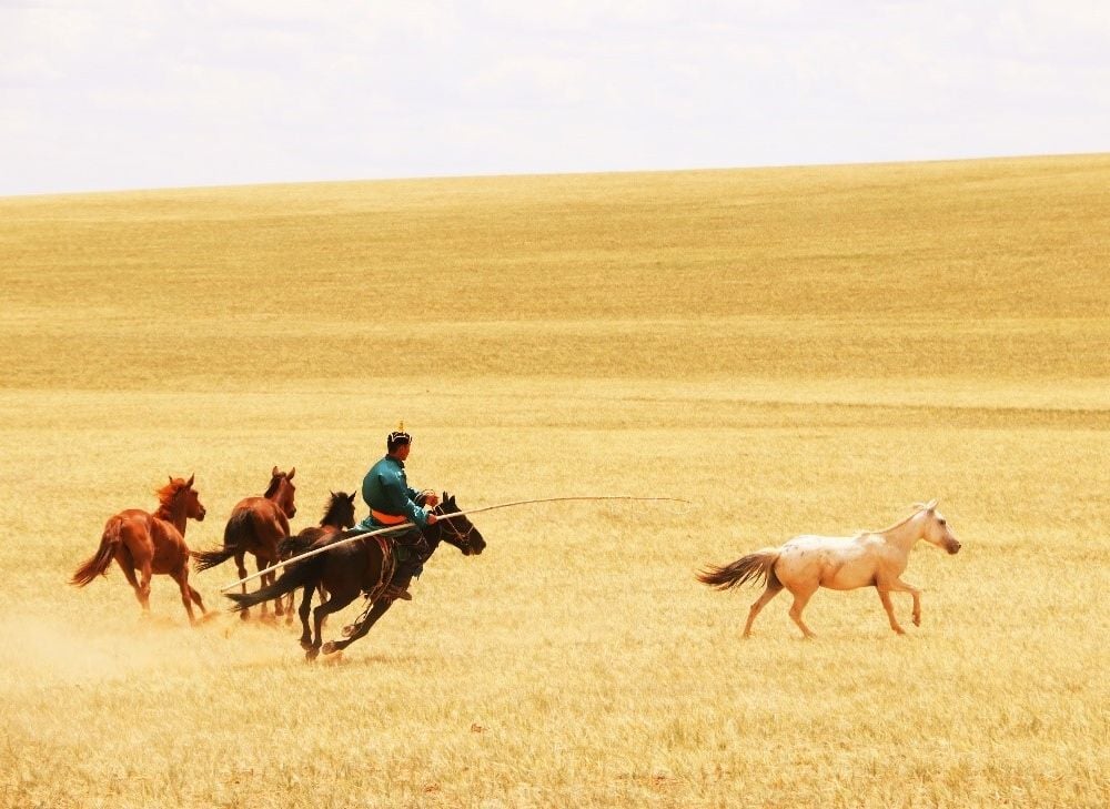 a person on horseback with a stick herds three other horses in a vast yellow field