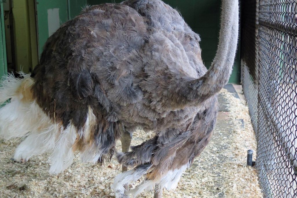 An image of Linda the Ostrich at the National Zoo