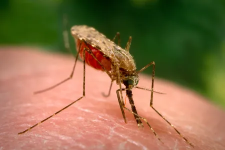 A female Anopheles mosquito, the type that&nbsp;transmits&nbsp;malaria.
