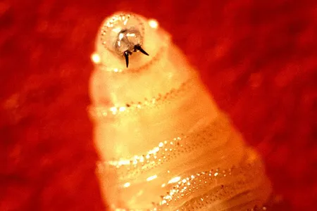 Screwworm Fly larva