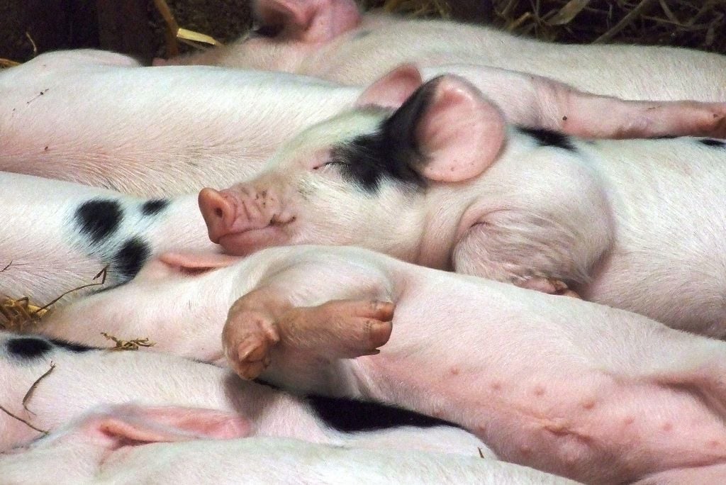 piglets