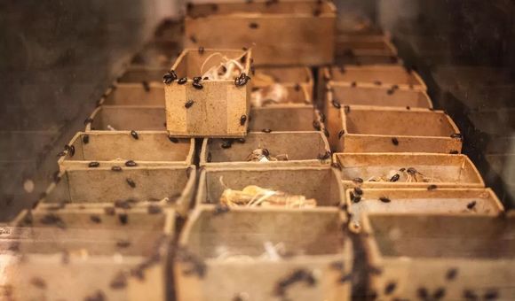 A shelf of brown boxes with white bones peeking out of the top has small black beetles crawling all over them.