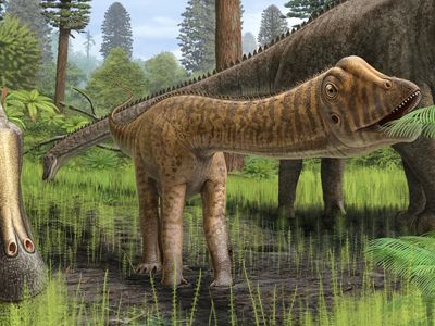 The Diplodocus dinosaurs were some of the largest to walk the planet. 