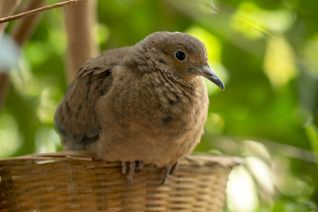 a brown dove sits on the edge of a basket