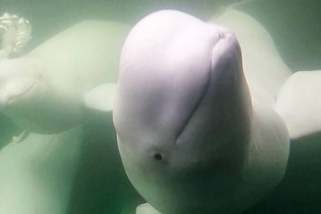 An image of a group of beluga whales looking into the camera underwater
