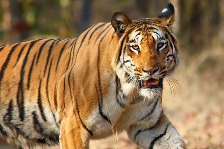 A tiger similar to the one pictured here trekked more than 800 miles over the course of five months.