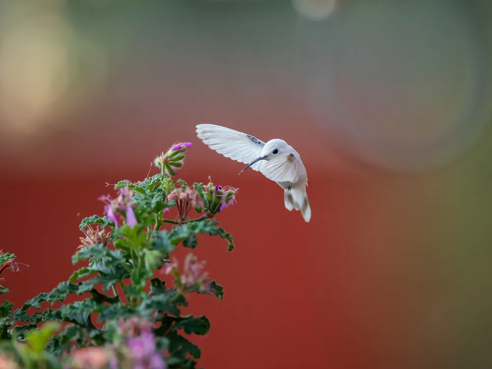 photocontest.smithsonianmag.com