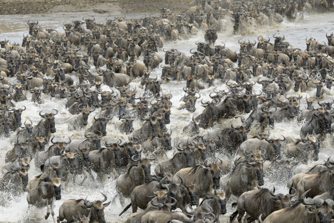 Wildebeest on the move during the Great Migration