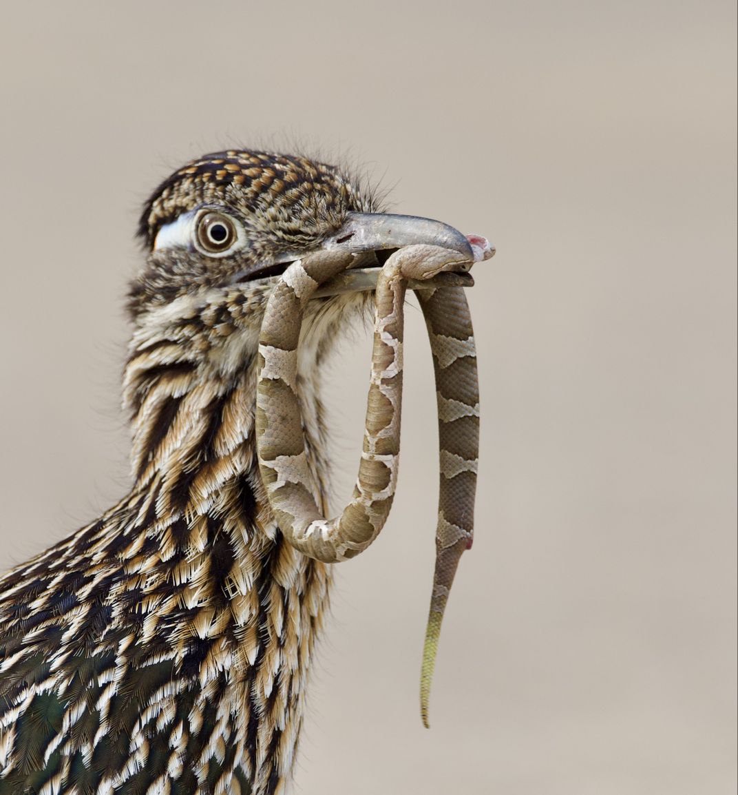 roadrunner is the predator, scoring a similarly hued copperhead.