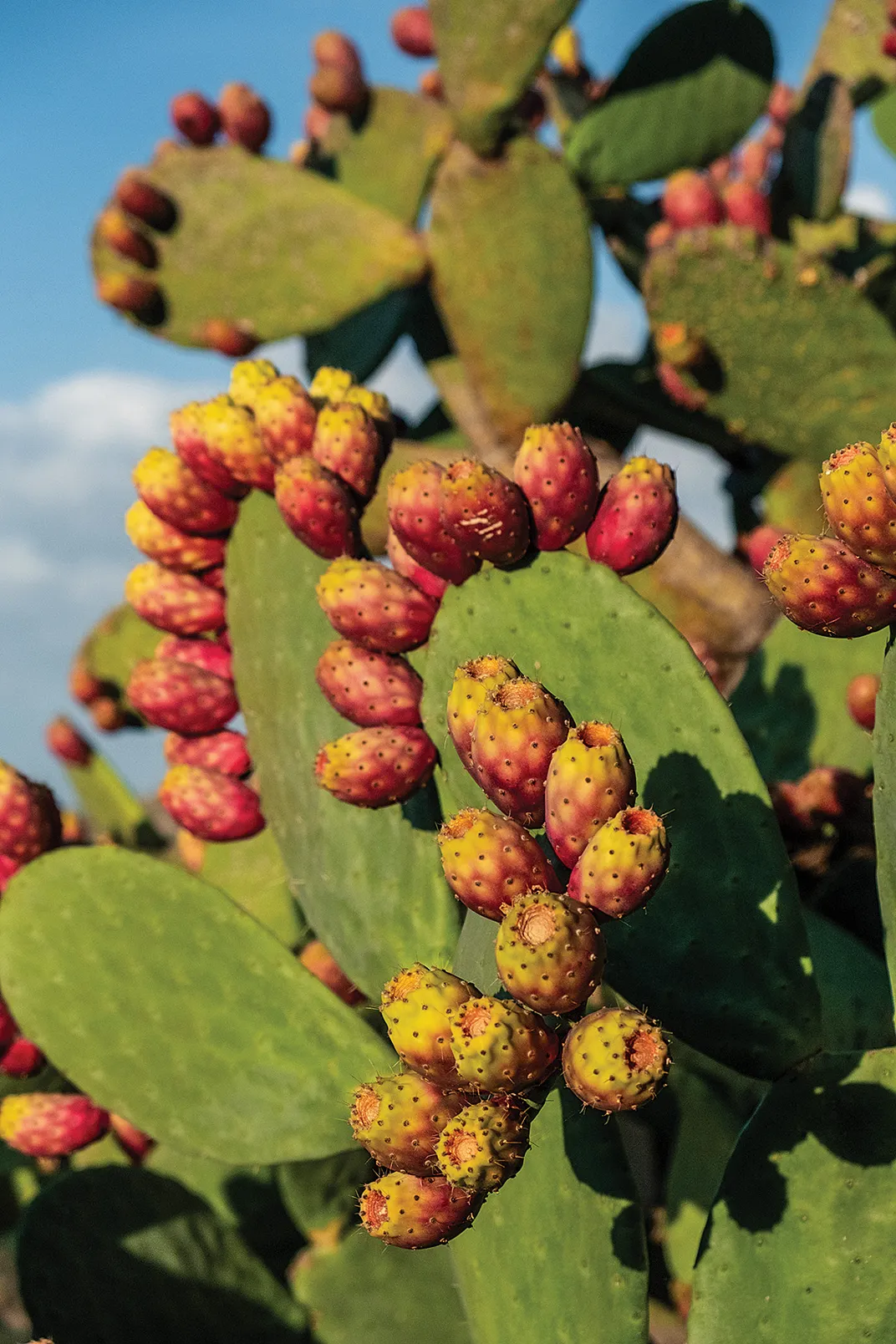 Prickly Pears