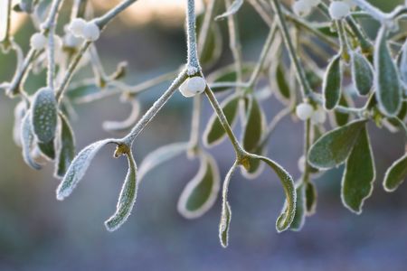 Frost on a sprig of European mistletoe. 