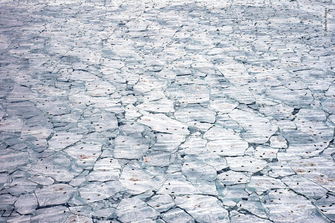 aerial photo of pieces fractures sea ice dotted with seals