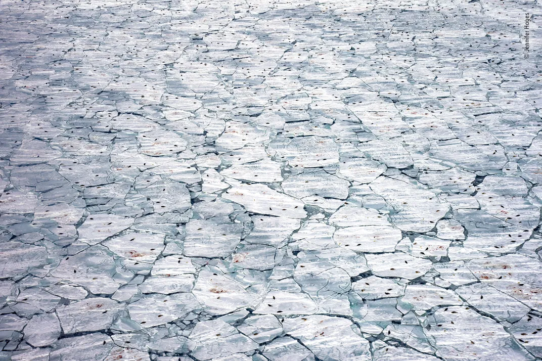 aerial photo of pieces fractures sea ice dotted with seals