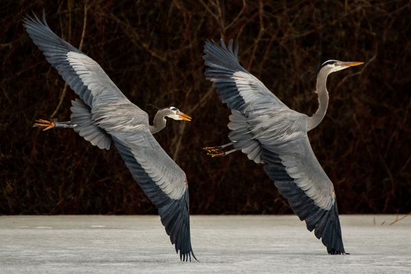 Great Blue Herons put on quite the show of courtship at Cools Pond in Vernon, BC, Canada.