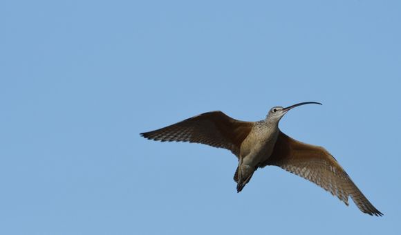 Long-billed curlew in flight