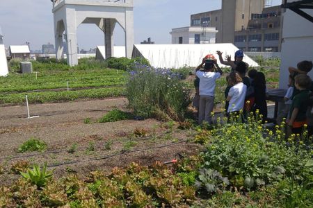 A group of students on a tour of Brooklyn Grange.
