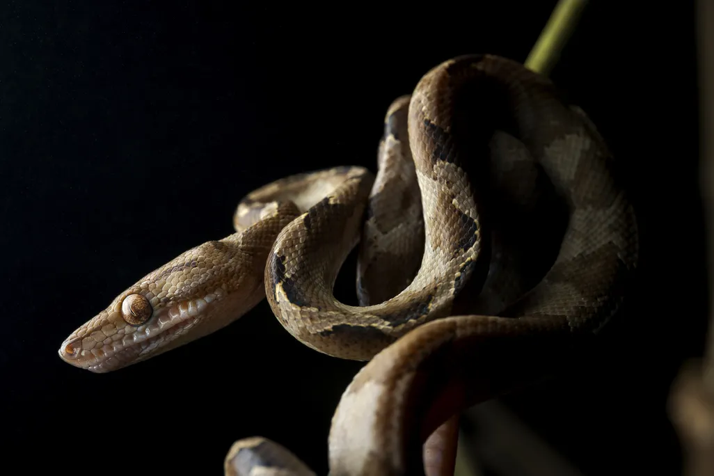 Tree boa