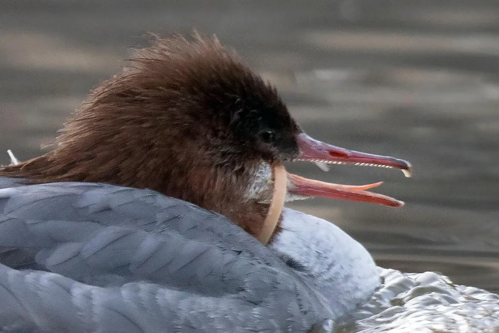 Common merganser with ring from a plastic bottle stuck around its mouth and neck.