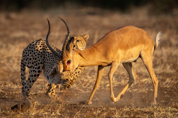 A Cheetah struggles to take down an Impala thumbnail