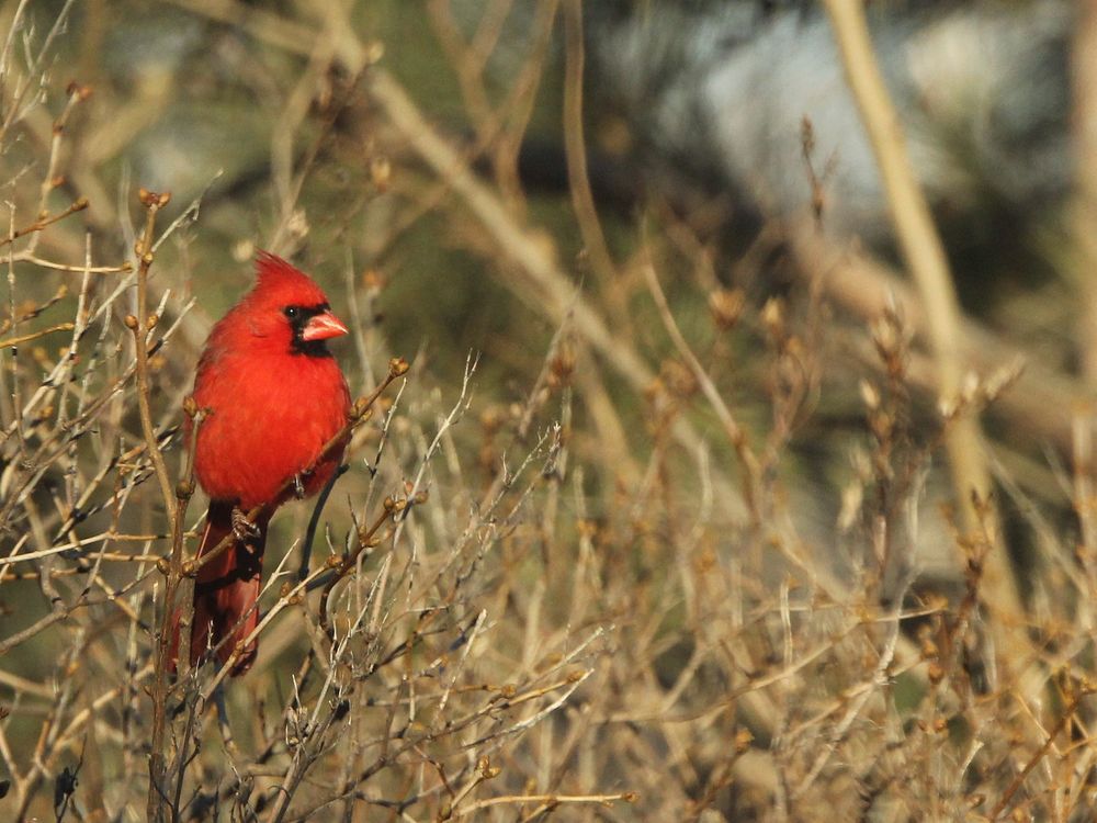 cardinal