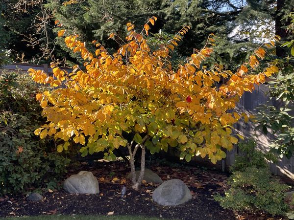 Witch Hazel in our backyard thumbnail