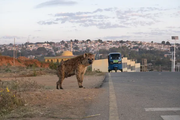 A spotted hyena by the side of a road leading to Harar. thumbnail