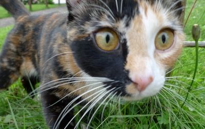Defying its reputation as aloof, this tortoiseshell cat was labelled “the friendliest cat we met”