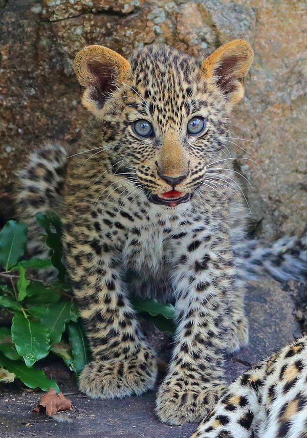 Leopard cub at the den site thumbnail