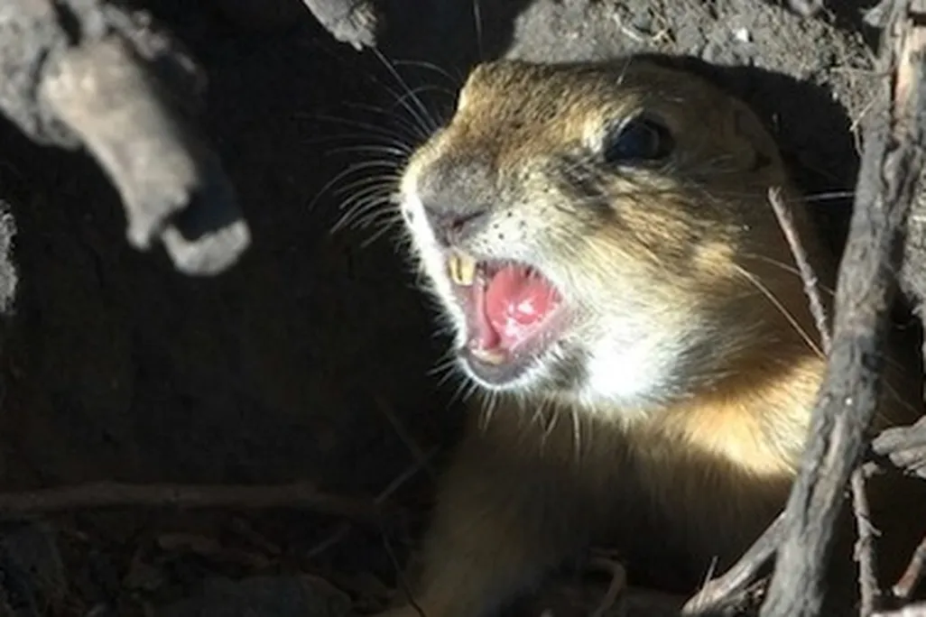 ground squirrels