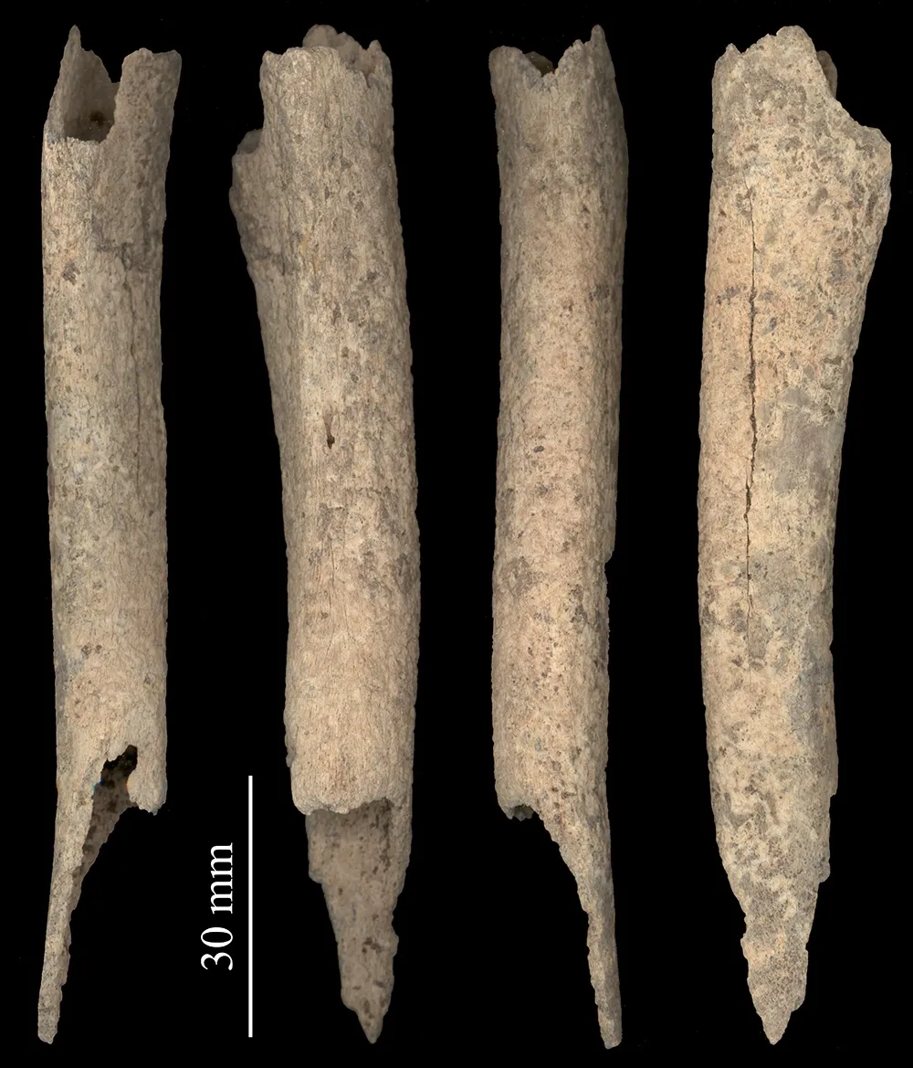 Leg bones against a black backdrop