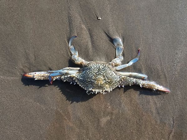Dead crab thumbnail