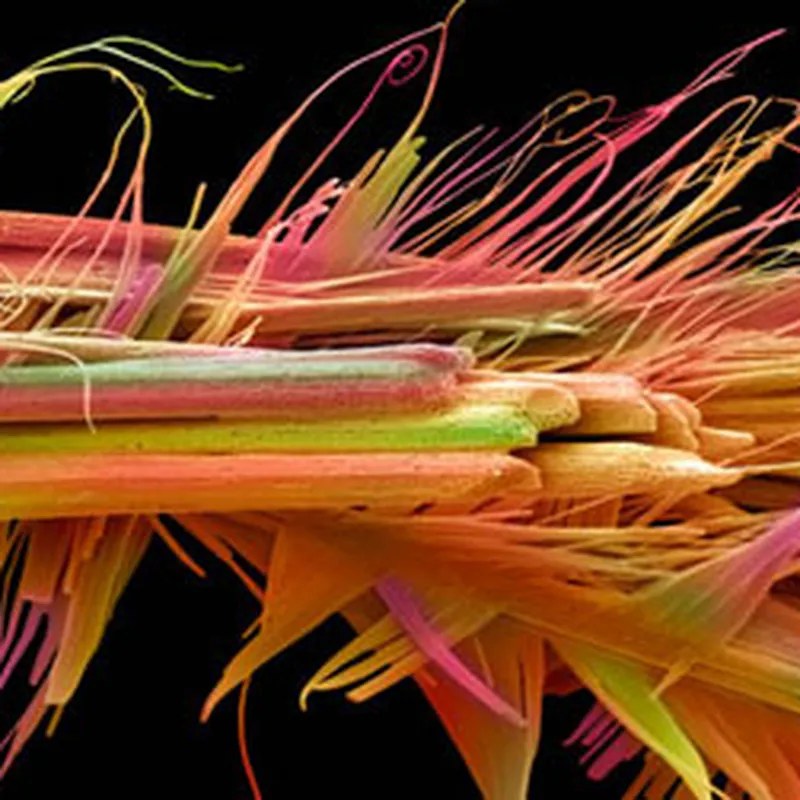 Microscopic Photography Art