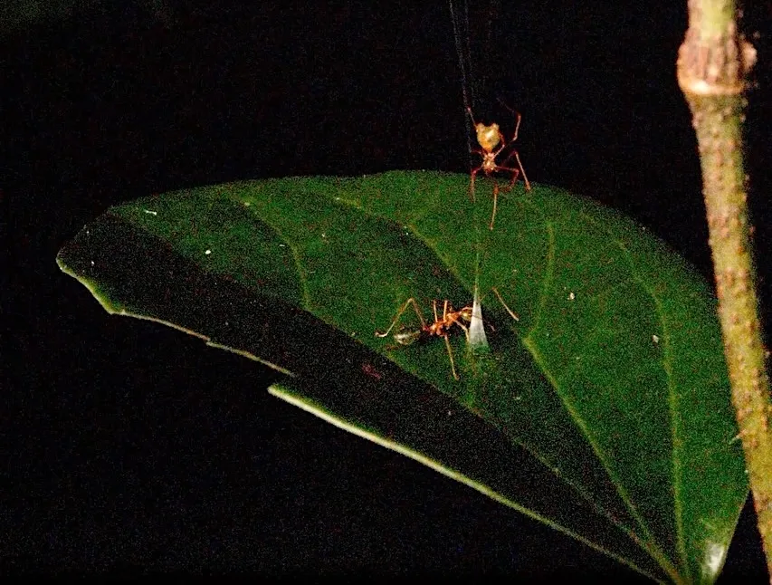 A leaf with a spider and and ant on it