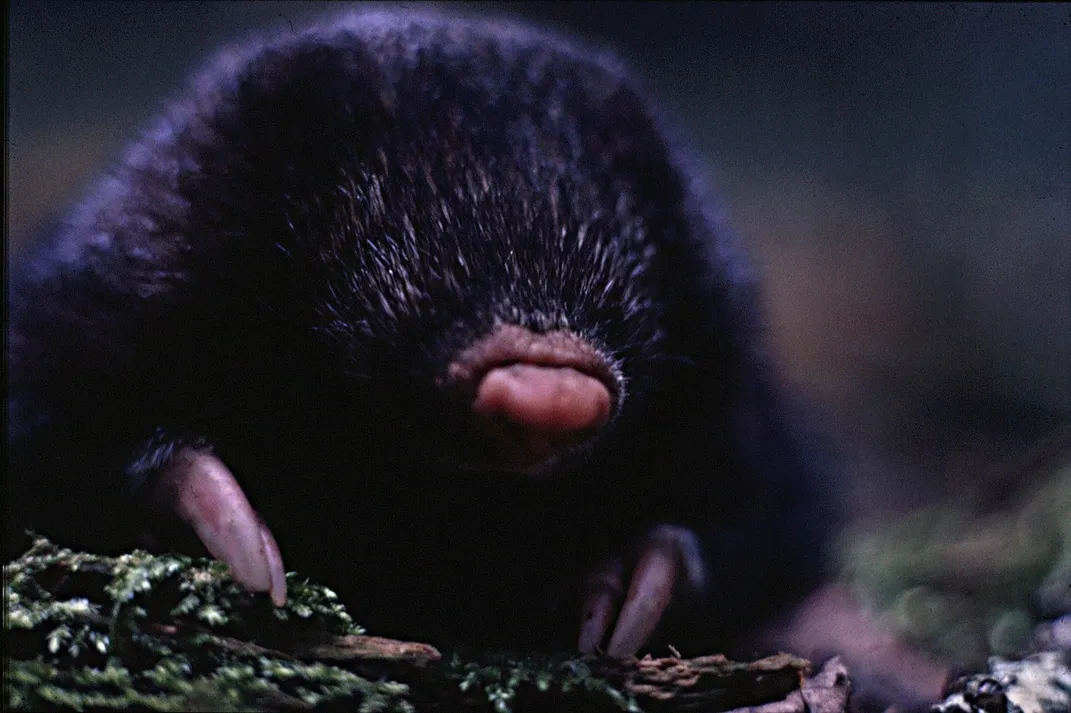 Who will save the giant golden mole?