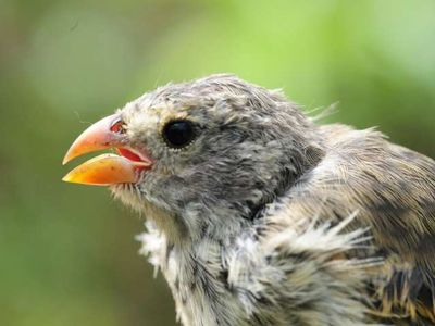 Fledgling tree finches may be infested in the nest.