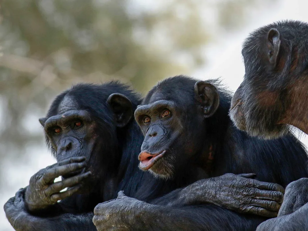 Chimpanzeers
