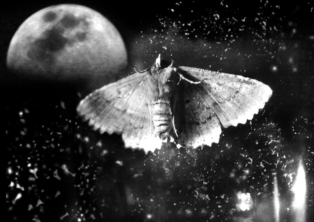 A moth on a night flight amidst a moonlit sky. Smithsonian Photo