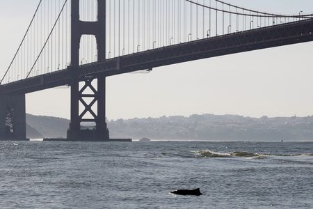 A harbor porpoise surfaces near the Golden Gate Bridge.
