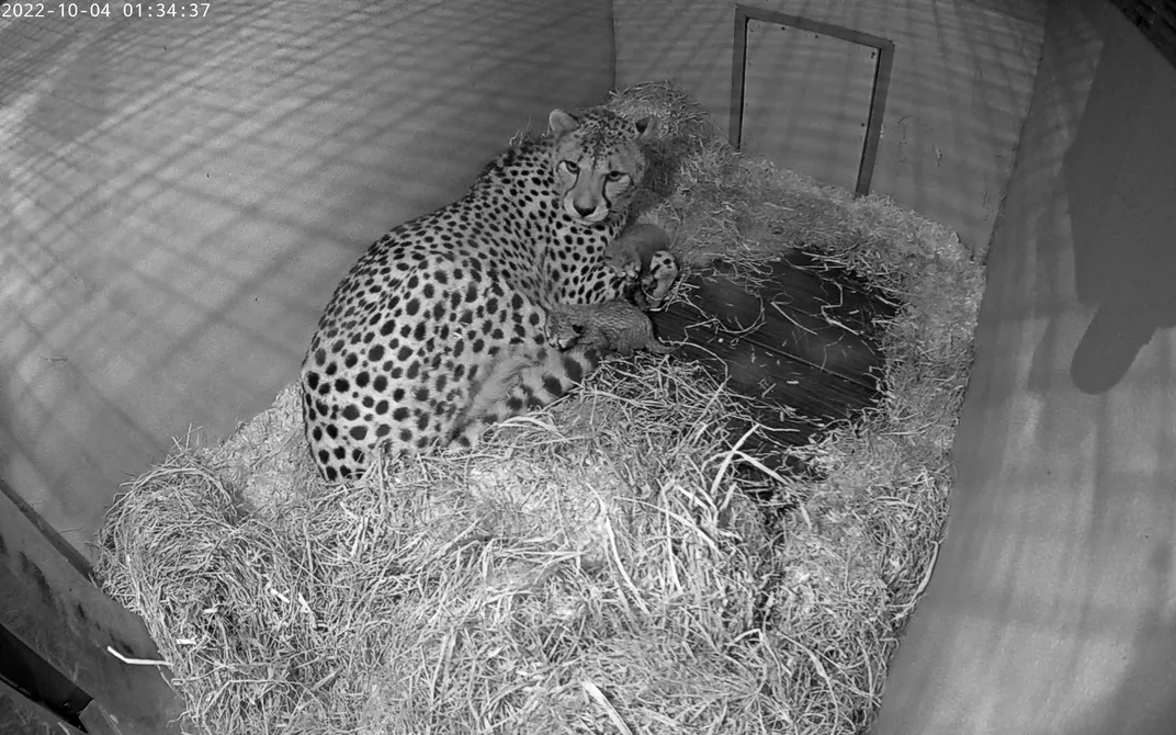 adult cheetah and two cubs in a small room with straw bedding