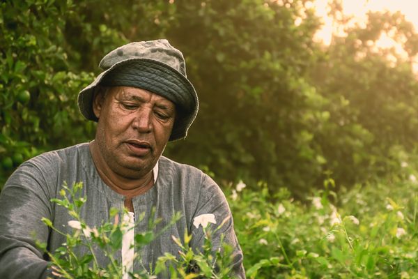 Jasmine harvest thumbnail