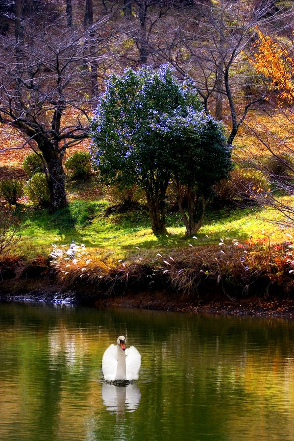 a swan swimming in the Yufuin lake thumbnail