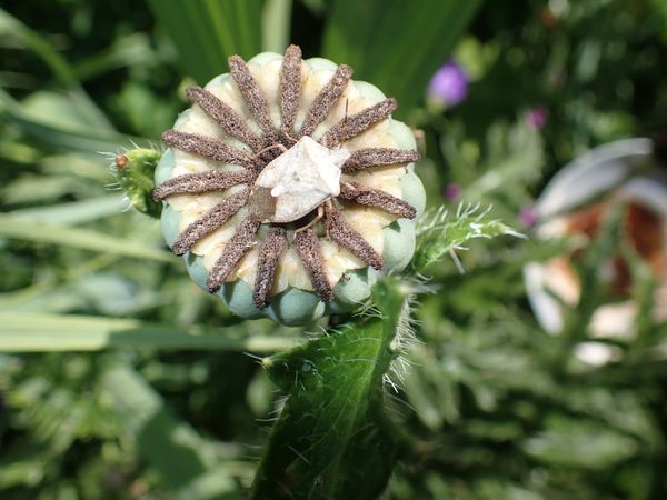 Stink bug on Poppy seed head. thumbnail