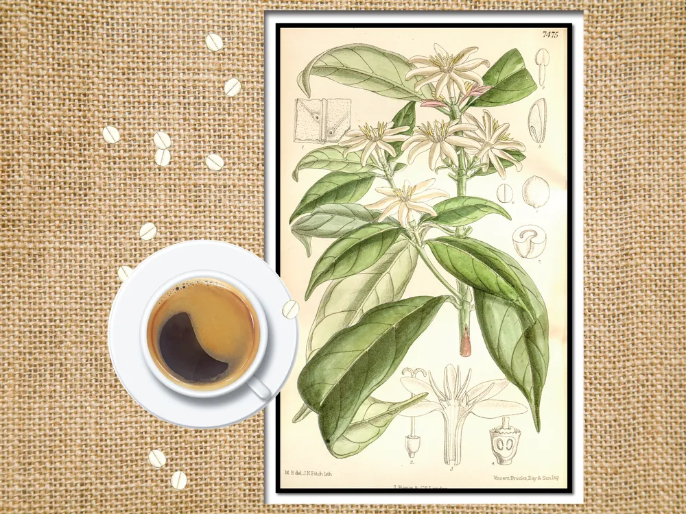 An 1896 illustration of Coffea stenophylla