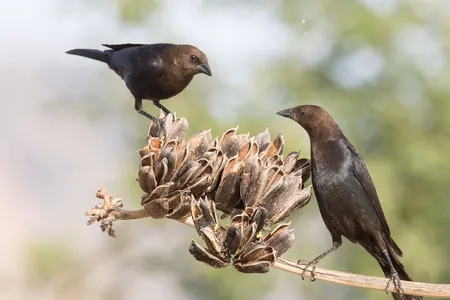 Brown-headed cowbirds perch together on a branch in southern Arizona. The species is a brood parasite, sneaking their eggs into other birds&rsquo; nests in an attempt to steal parental care.