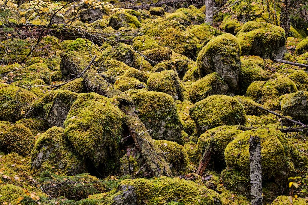Moss