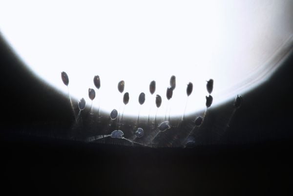 Green lacewing eggs thumbnail