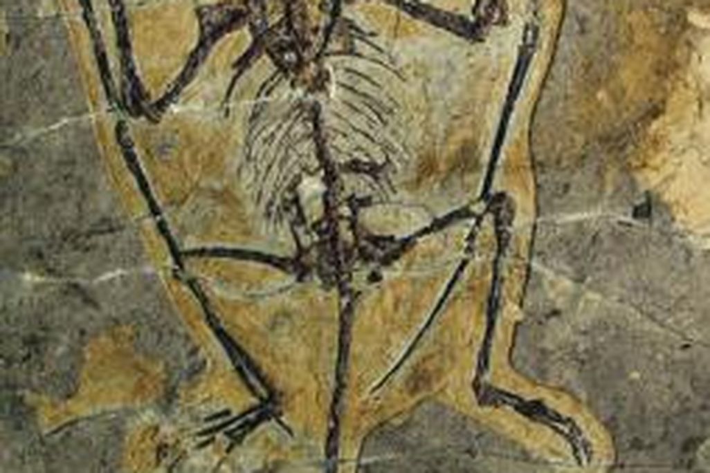20110520083152darwinopterus-skeleton.jpg