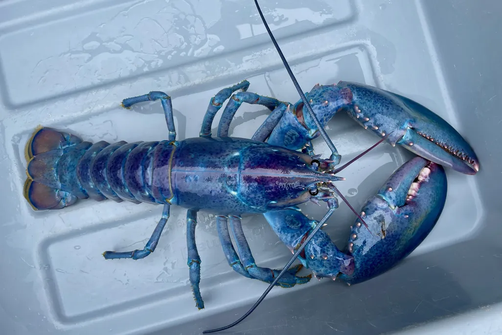 Cotton candy lobster in a bin