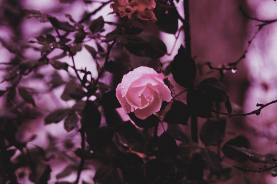 Rose Through a Rose Colored Lens | Smithsonian Photo Contest ...